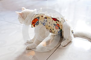 Postoperative bandage on white cat. Pet after a cavitary operation castration or sterilization