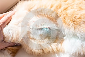 postoperative suture on the abdomen of a cat after sterilization. Pet health