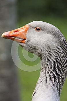 Postrait of goose