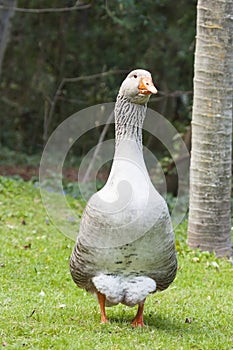 Postrait of goose