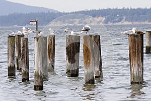 Posts and Seagulls