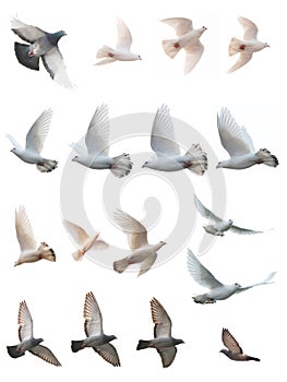 The posture of pigeon flight