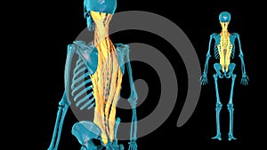 Postvertebral muscle - 3D model