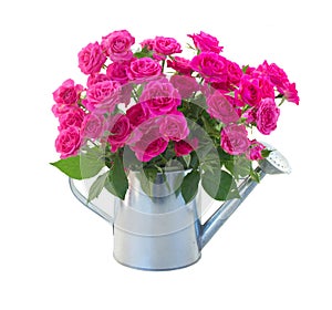 posy of blossoming pink roses in watering can