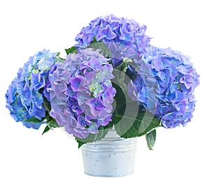 Posy of blue hortensia flowers