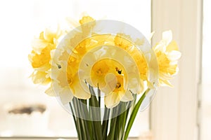 Posy of bright yellow daffodils on white table with copy space