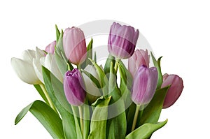 Posy of lilac tulips isolated