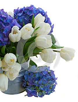 Posy of white tulips and blue hortensia flowers close up