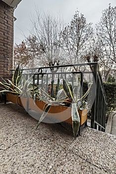 A pot with aloe plants next to an access staircase to a home