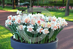 Pot of beautiful narcissus flowers in park, closeup. Spring season