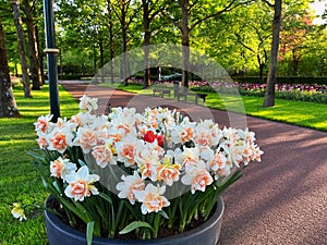 Pot of beautiful narcissus flowers in park. Spring season