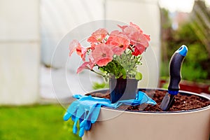 A pot with beautiful vibrant colors, gloves and a shovel stand in a large ceramic vase in the garden