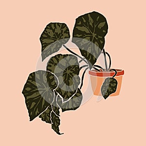 Pot with begonia bowerae plant in a minimalist trendy style. Silhouette of a plant . Vector illustration photo