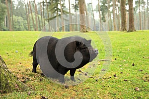 Pot-bellied pig
