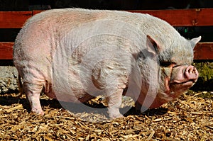 Pot-Bellied pig