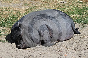 Pot-bellied pig