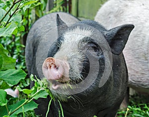 Pot bellied pig