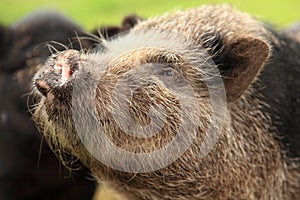 Pot-bellied pig face snout