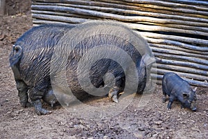 Pot-bellied Pig and Infant 02