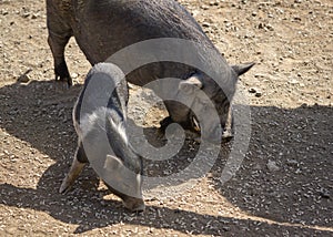 Pot-bellied pig and piglet