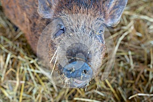 Pot-bellied pig. Portrait of a pig