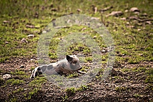 Pot-bellied pig resting in field.