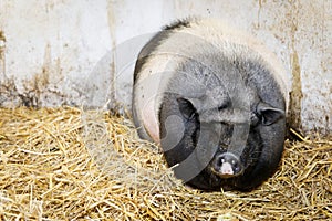 Pot-bellied pig standing or lying in hay