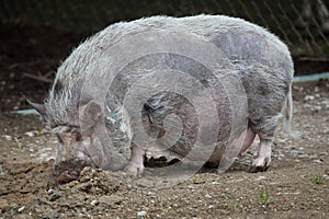 Pot-bellied pig Sus scrofa domesticus.