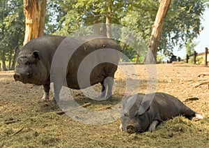 Pot-bellied pigs - sow and piglets
