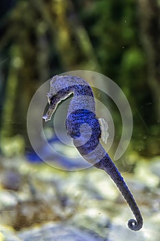 Pot-Bellied Seahorse Floating in Aquarium Waters