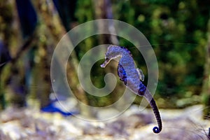 Pot-Bellied Seahorse Floating in Aquarium Waters