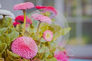 pot of Bellis perennis