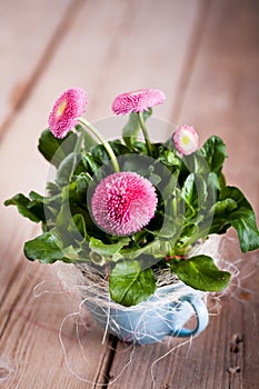 Pot of Bellis perennis photo