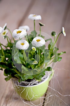 Pot of Bellis perennis photo