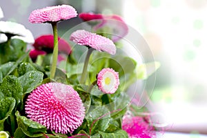 Pot of Bellis perennis photo