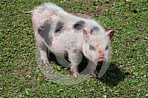 pot belly pig