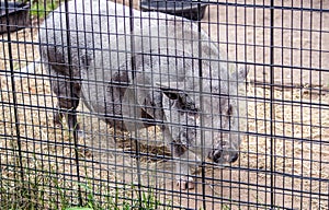 Pot belly pig in a pen at the farm