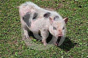 pot belly pig photo