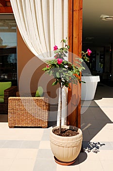 The pot with a blooming rose plant is near outdoor restaurant at the modern luxury hotel