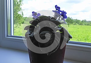 A pot of blue violets on the windowsill.