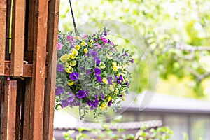 Pot of bright blooming flowers hanging on a wooden wall