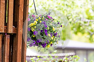 Pot of bright blooming flowers hanging on a wooden wall