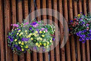 Pot of bright blooming flowers hanging on a wooden wall