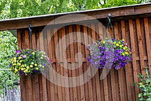 Pot of bright blooming flowers hanging on a wooden wall
