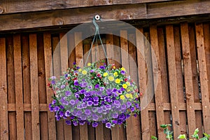 Pot of bright blooming flowers hanging on a wooden wall