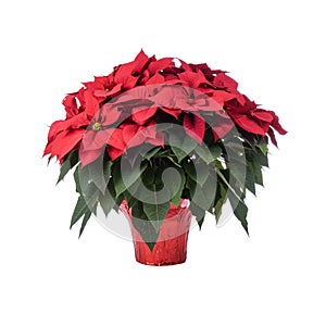 Pot of Bright Red Poinsettia