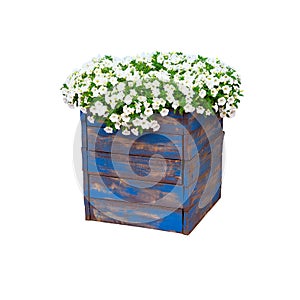 Pot with bush of blooming plant for landscape design. Bush with many small white flowers in blue wooden flower pot. Isolated on