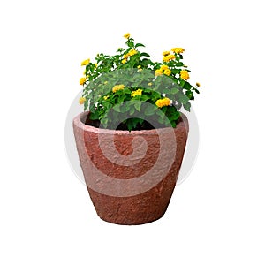 Pot with bush of green plant with yellow flowers for landscape design, isolated on white background. Bush with fresh juicy leaves