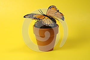 Pot With Butterfly