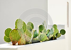 Pot of Cacti